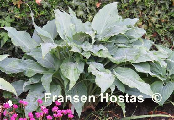 Hosta Silver Wedding 10-pack